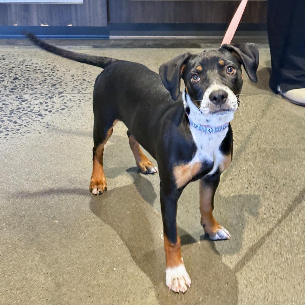 Enlarge Chai, a Adoptable Mixed Breed in Franklin, TN image 2/3