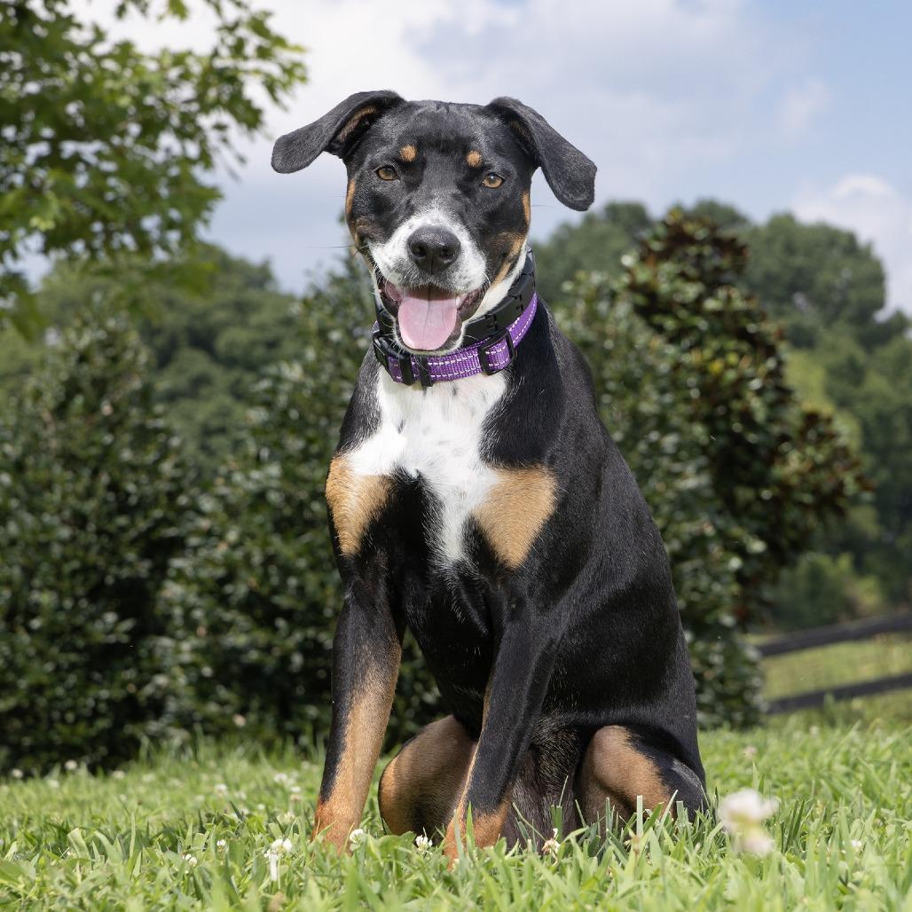 Enlarge Chai, a Adoptable Mixed Breed in Franklin, TN image 3/3