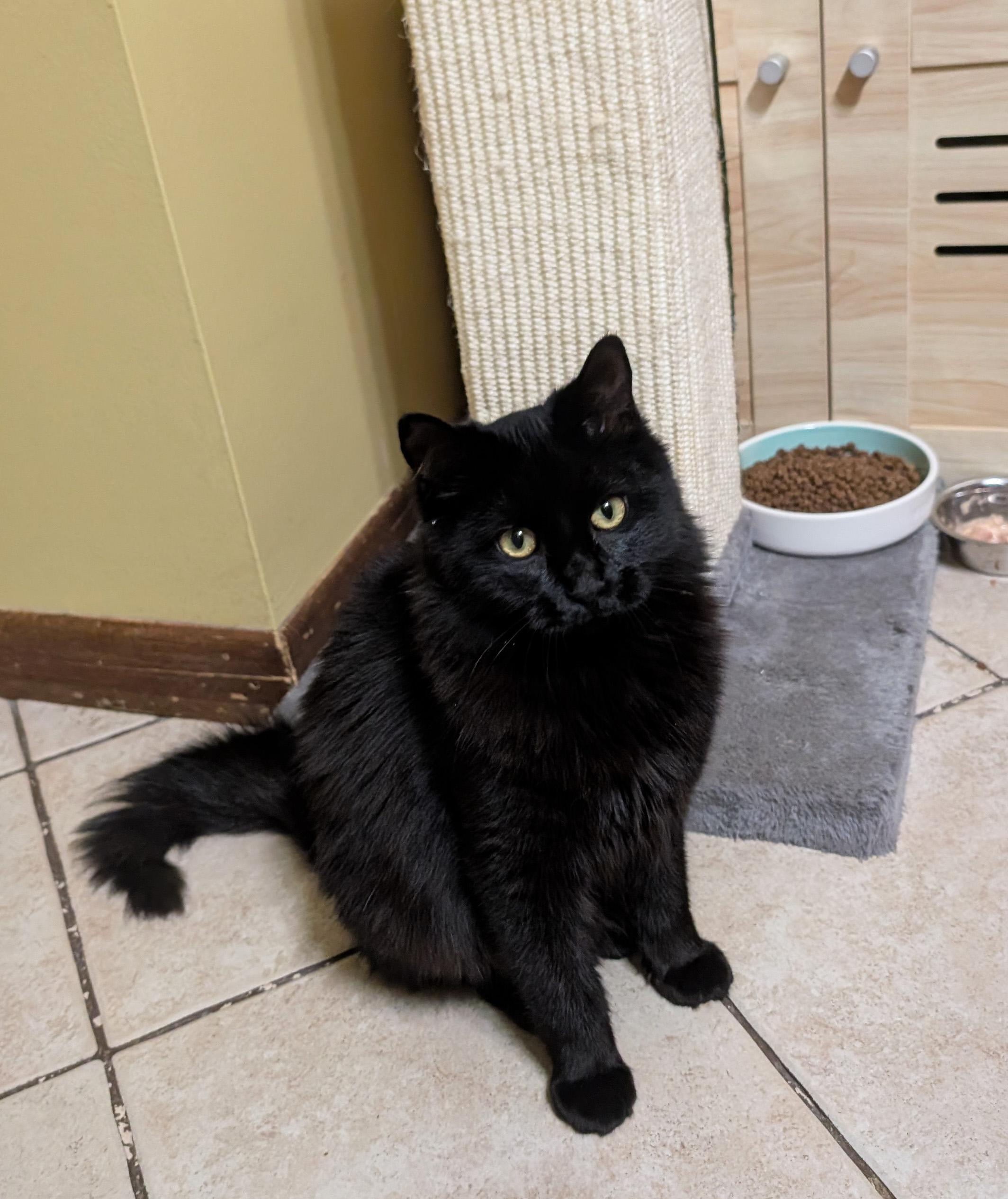 Raven, ADOPTABLE, Young Female Domestic Medium Hair.