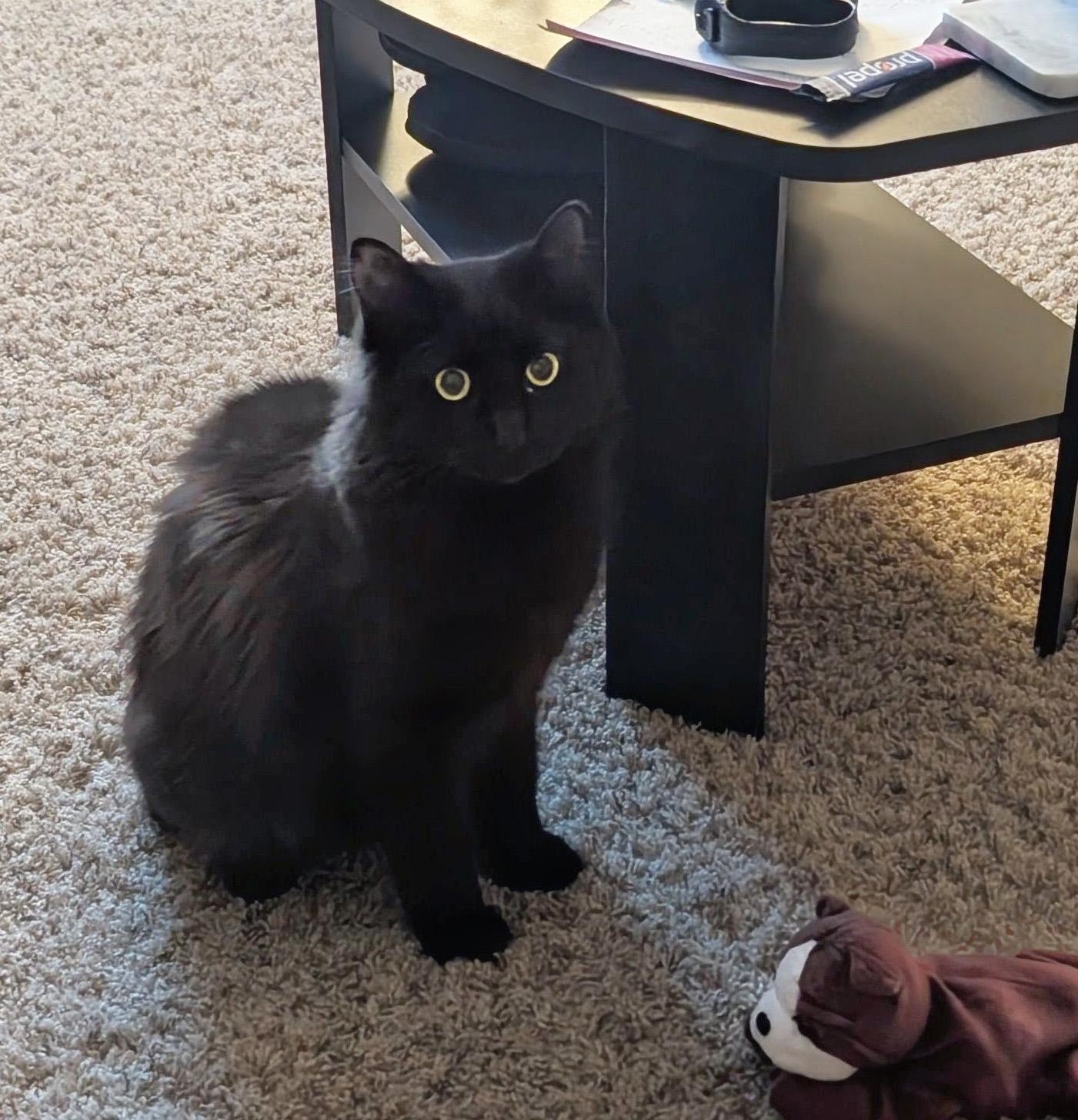 Raven, a ADOPTABLE Domestic Medium Hair in Manhattan, KS image 2/6