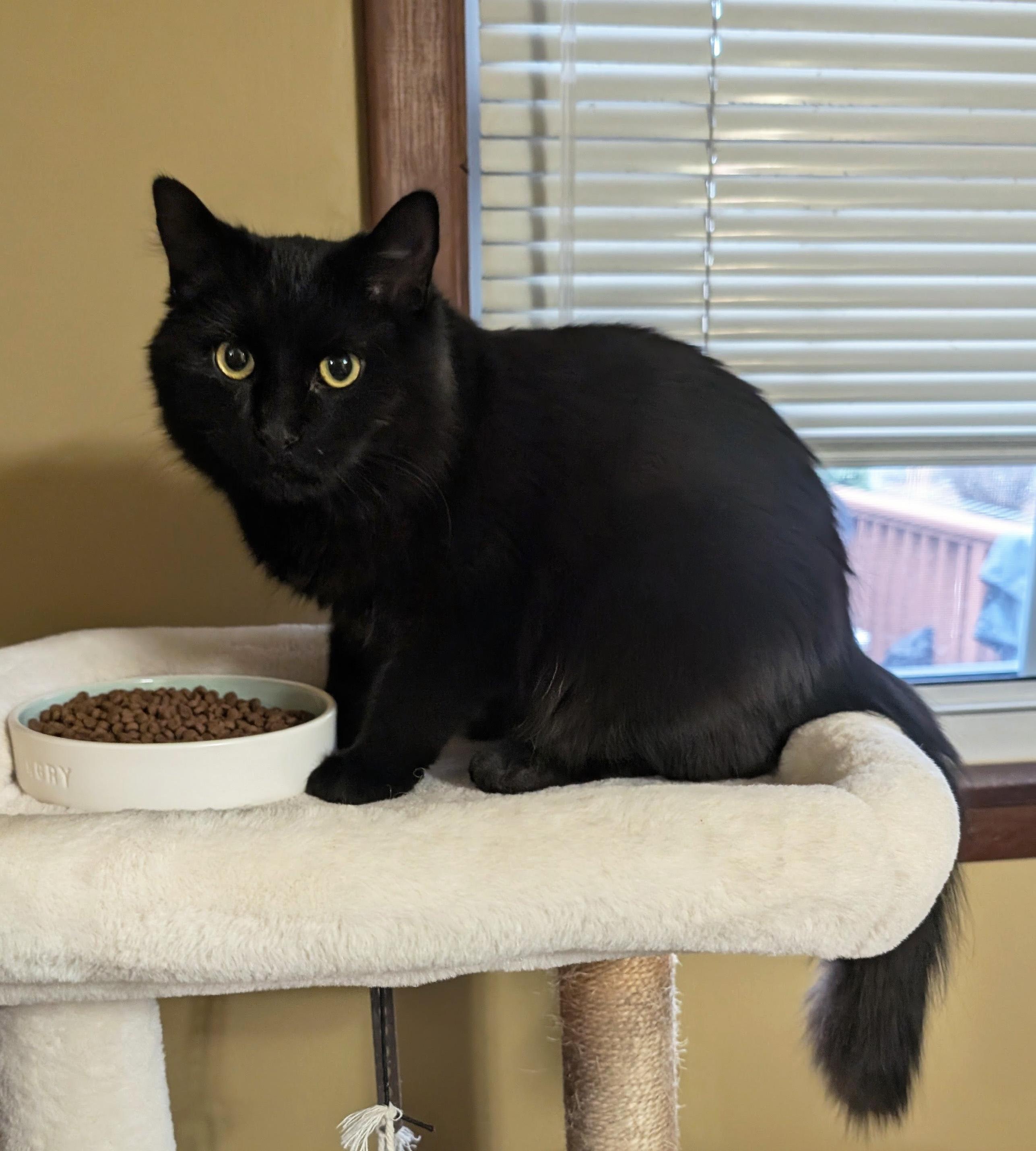 Raven, a ADOPTABLE Domestic Medium Hair in Manhattan, KS image 3/6