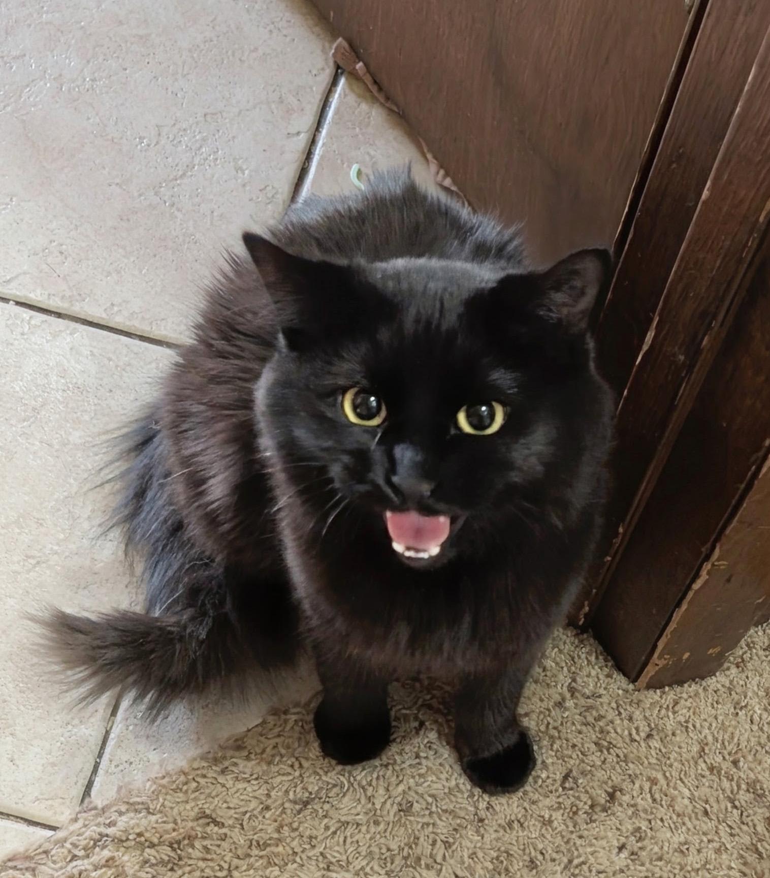 Raven, a ADOPTABLE Domestic Medium Hair in Manhattan, KS image 4/6