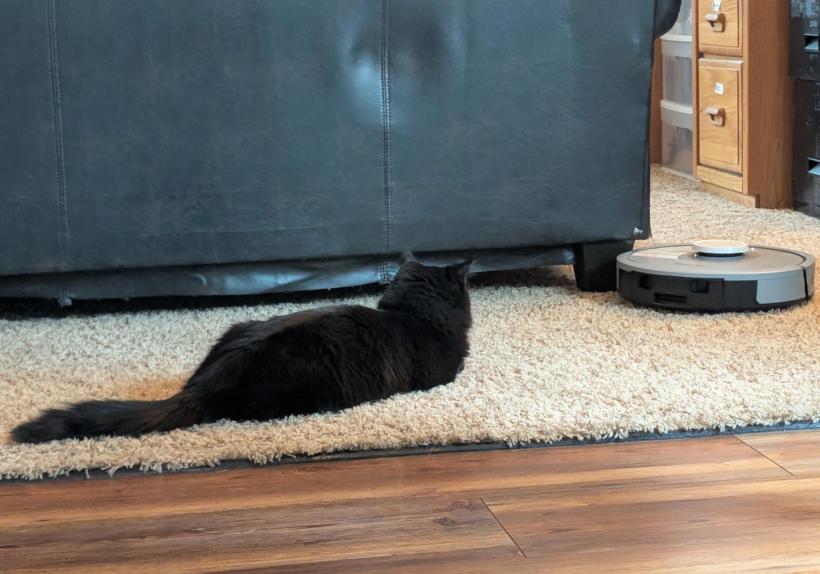 Raven, a ADOPTABLE Domestic Medium Hair in Manhattan, KS image 5/6