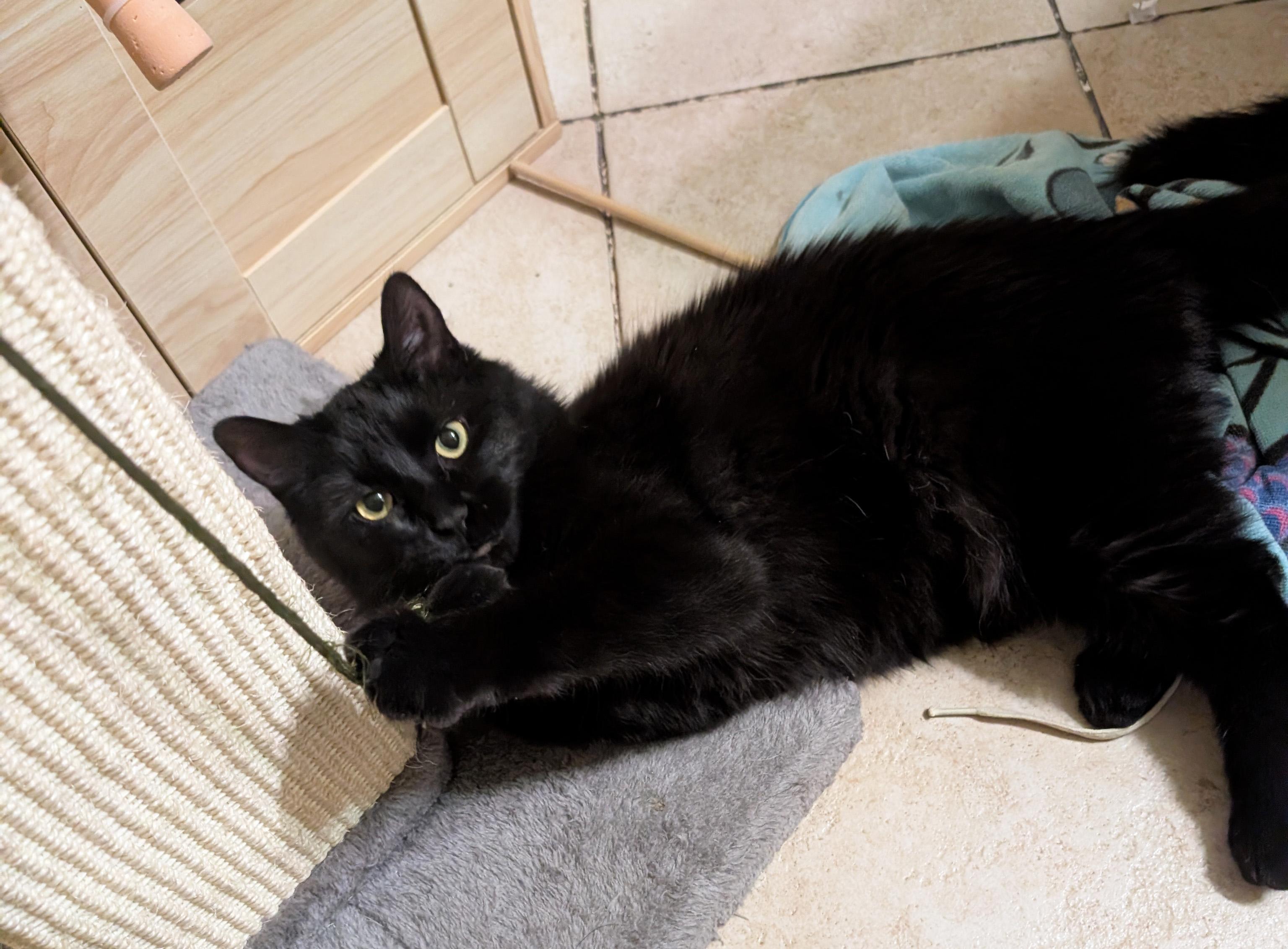 Raven, a ADOPTABLE Domestic Medium Hair in Manhattan, KS image 6/6