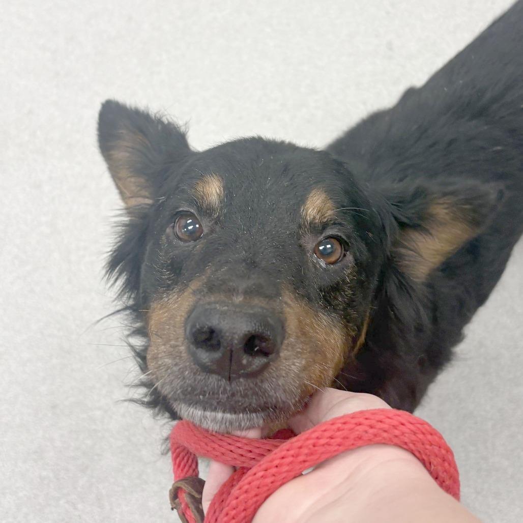 Enlarge Roddy, a Adoptable mixed breed in Chattanooga, TN image 1/5