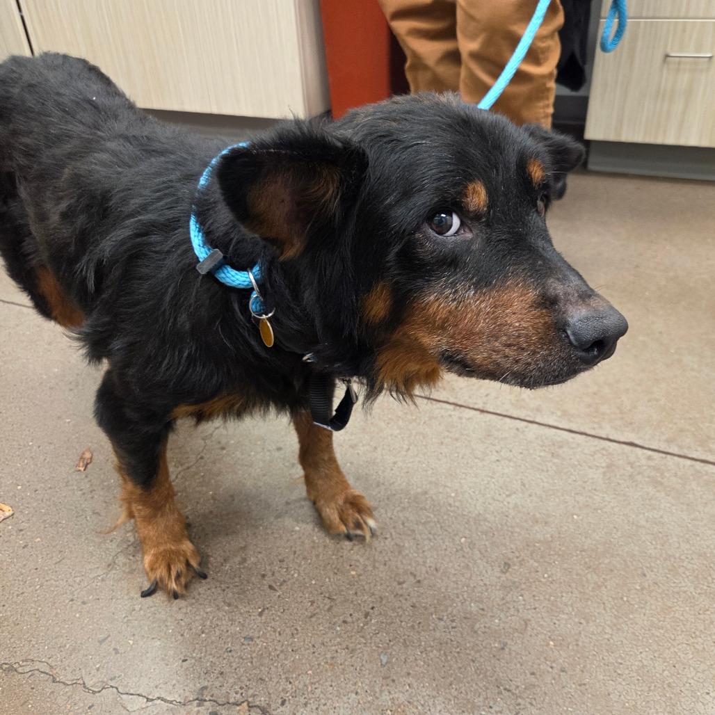 Enlarge Roddy, a Adoptable mixed breed in Chattanooga, TN image 2/5