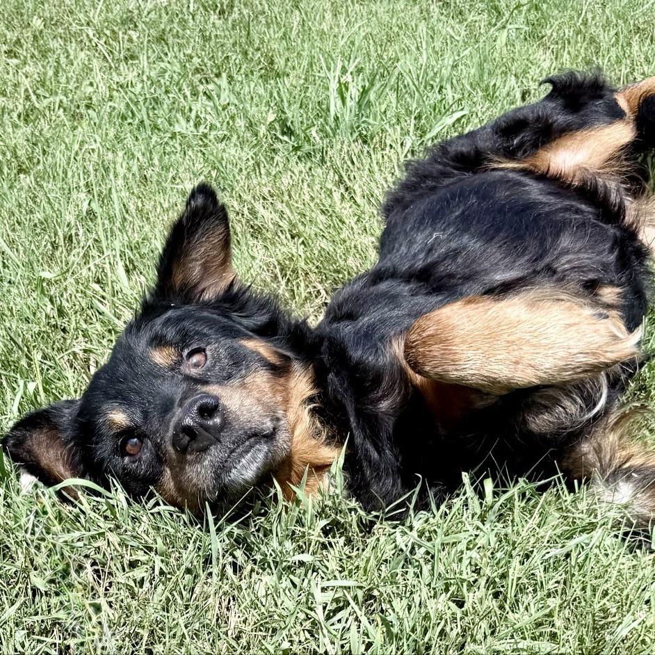 Enlarge Roddy, a Adoptable mixed breed in Chattanooga, TN image 3/5