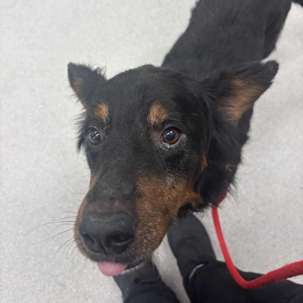Enlarge Roddy, a Adoptable mixed breed in Chattanooga, TN image 4/5