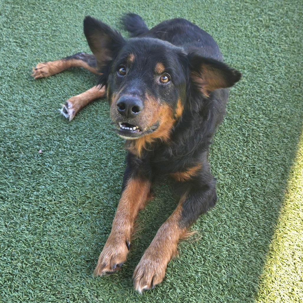Enlarge Roddy, a Adoptable mixed breed in Chattanooga, TN image 5/5