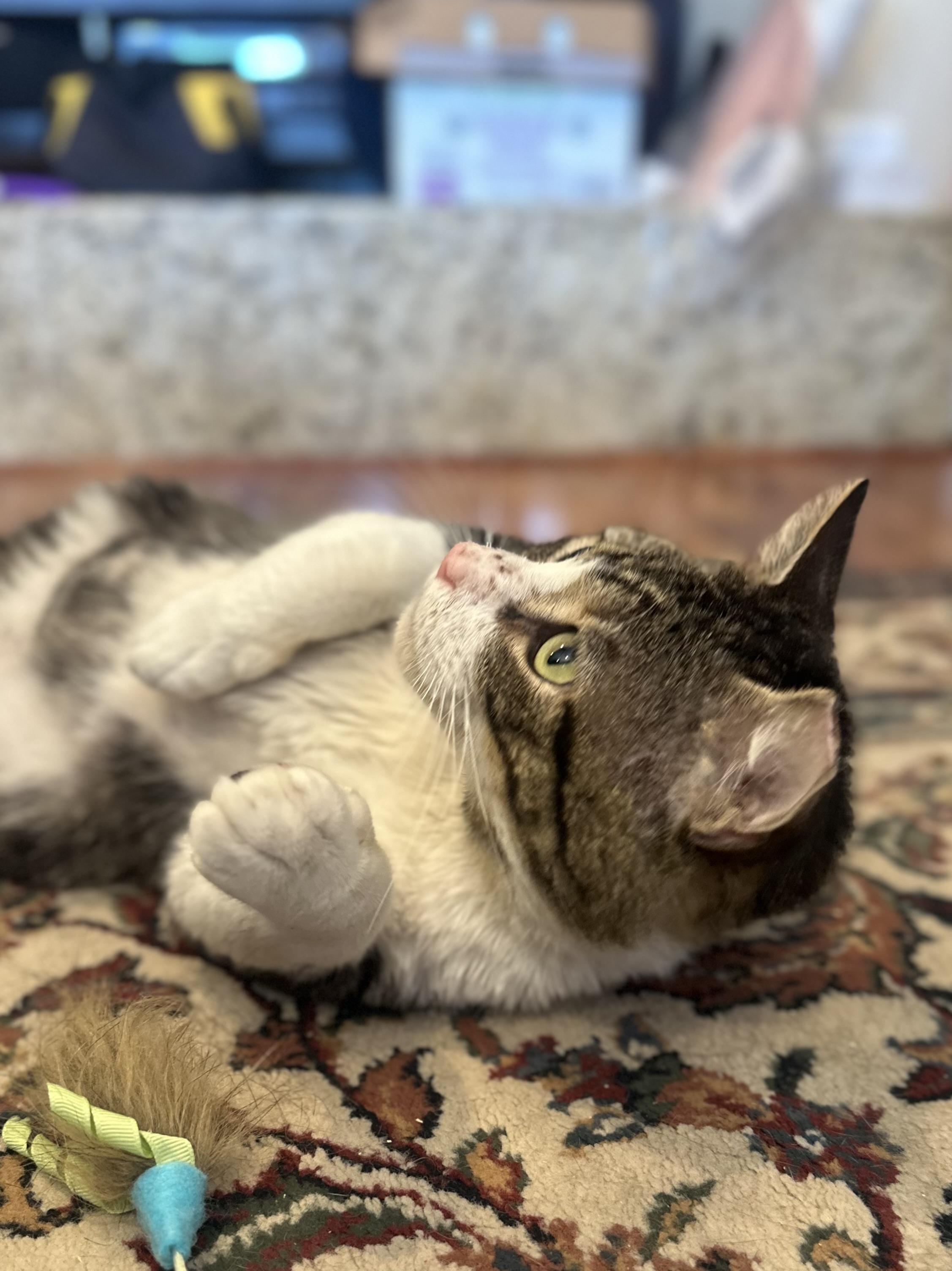 Bumper (affectionate / confident / low-key), Adult Male unknown