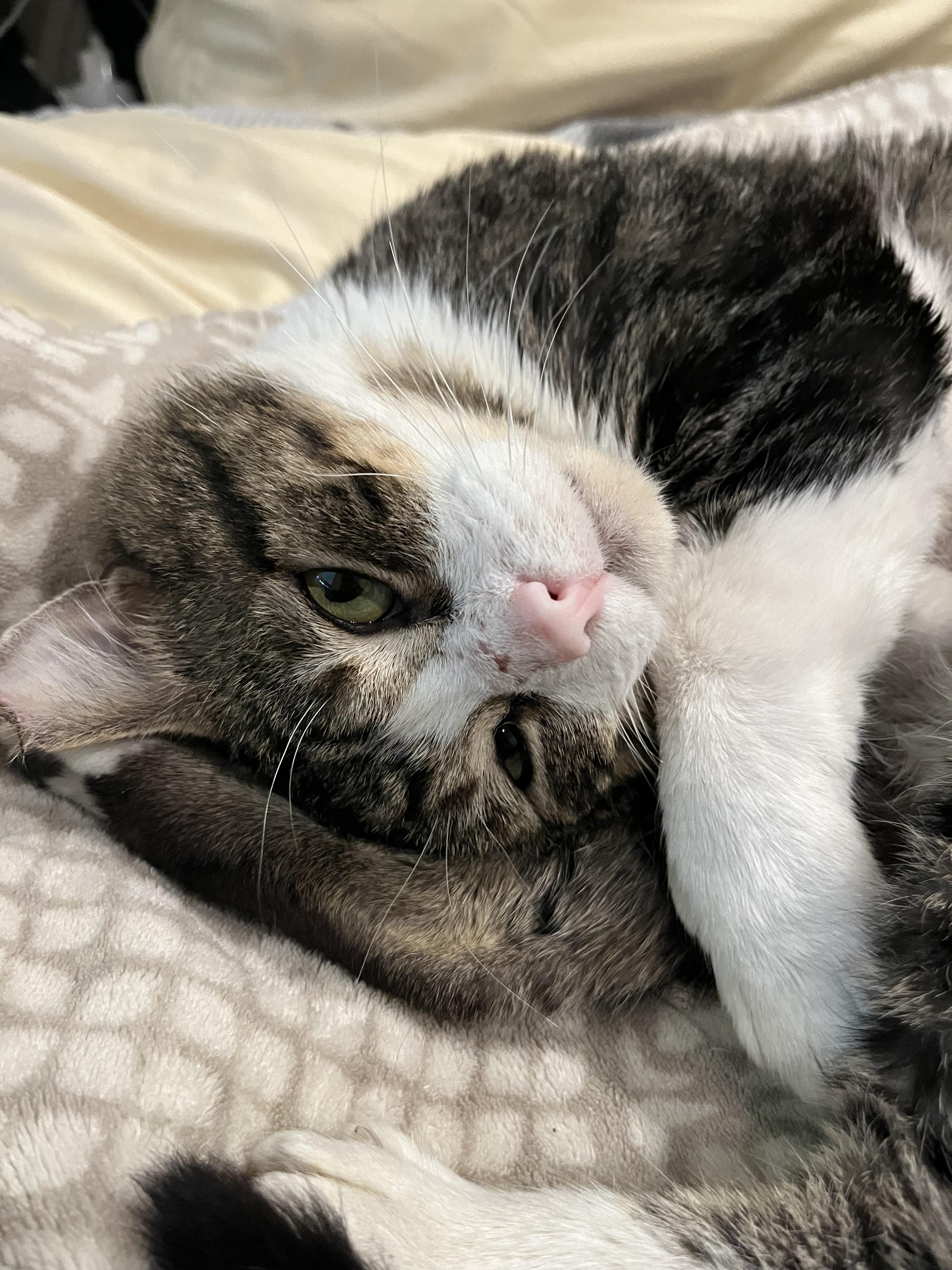 Bumper (affectionate / confident / low-key) photo 3