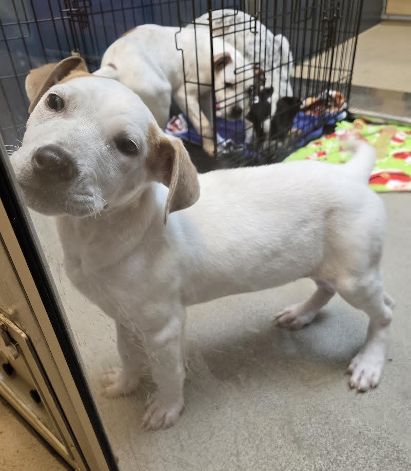 Enlarge Juliet , an adopted mixed breed in Bellingham, WA image 2/4