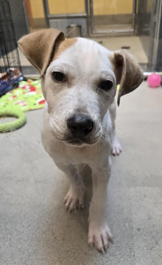 Juliet , adopted, Puppy Female American Staffordshire Terrier & Australian Cattle Dog / Blue Heeler.