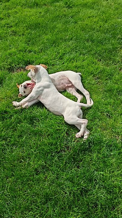 Enlarge Juliet , an adopted mixed breed in Bellingham, WA video 4/4