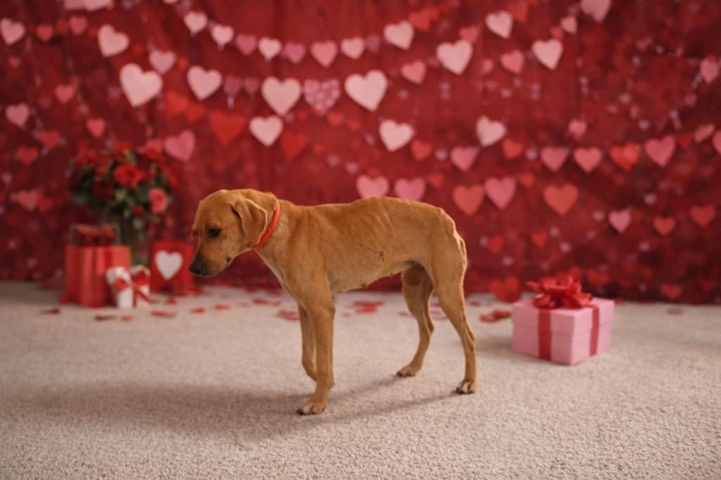 Enlarge Boppity, a Adopted Black Mouth Cur in Wauchula, FL image 1/1