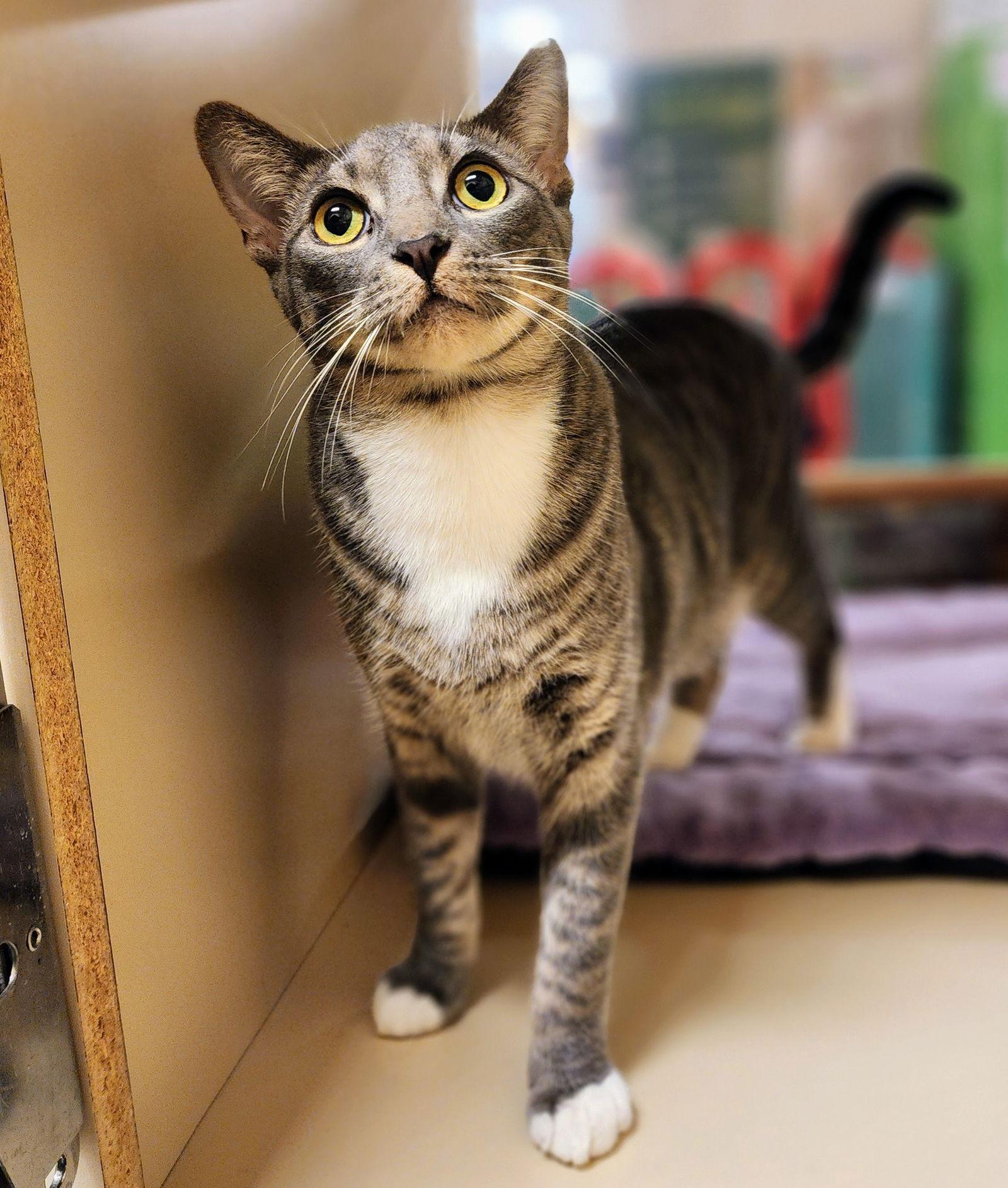 Cocoa Puff, Adoptable, Young Male Tabby & Domestic Short Hair.