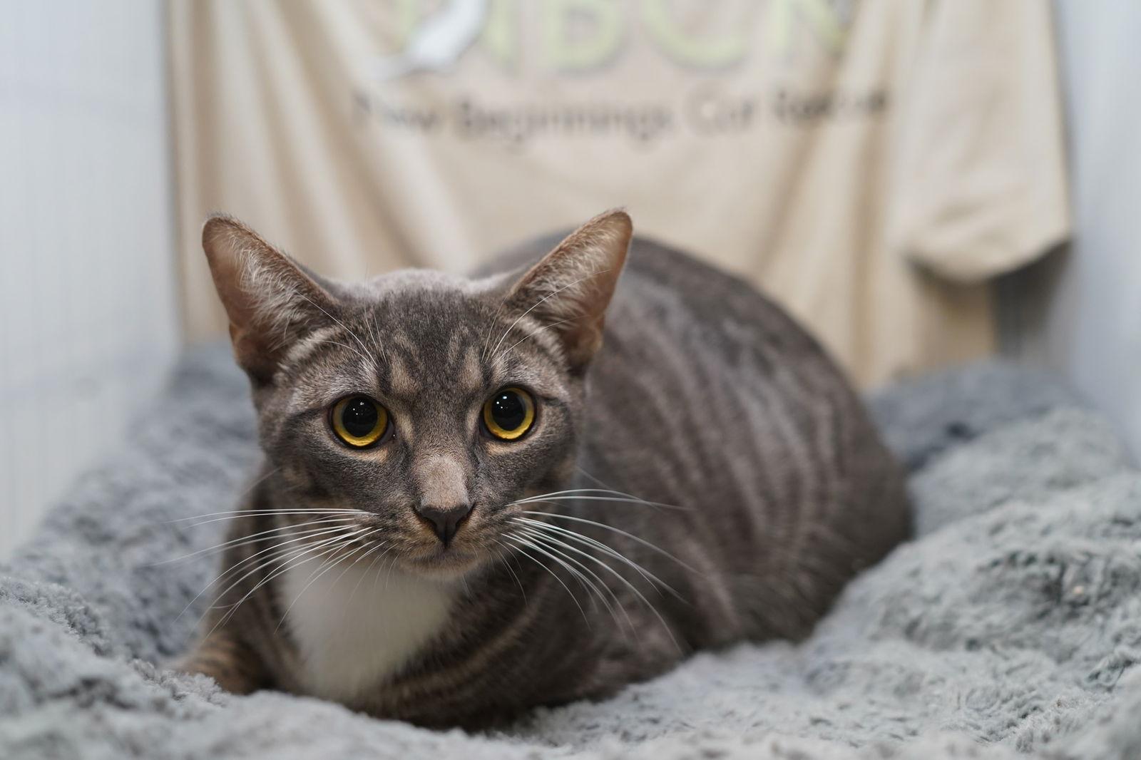 Enlarge Cocoa Puff, a Adoptable mixed breed in Garland, TX image 1/2