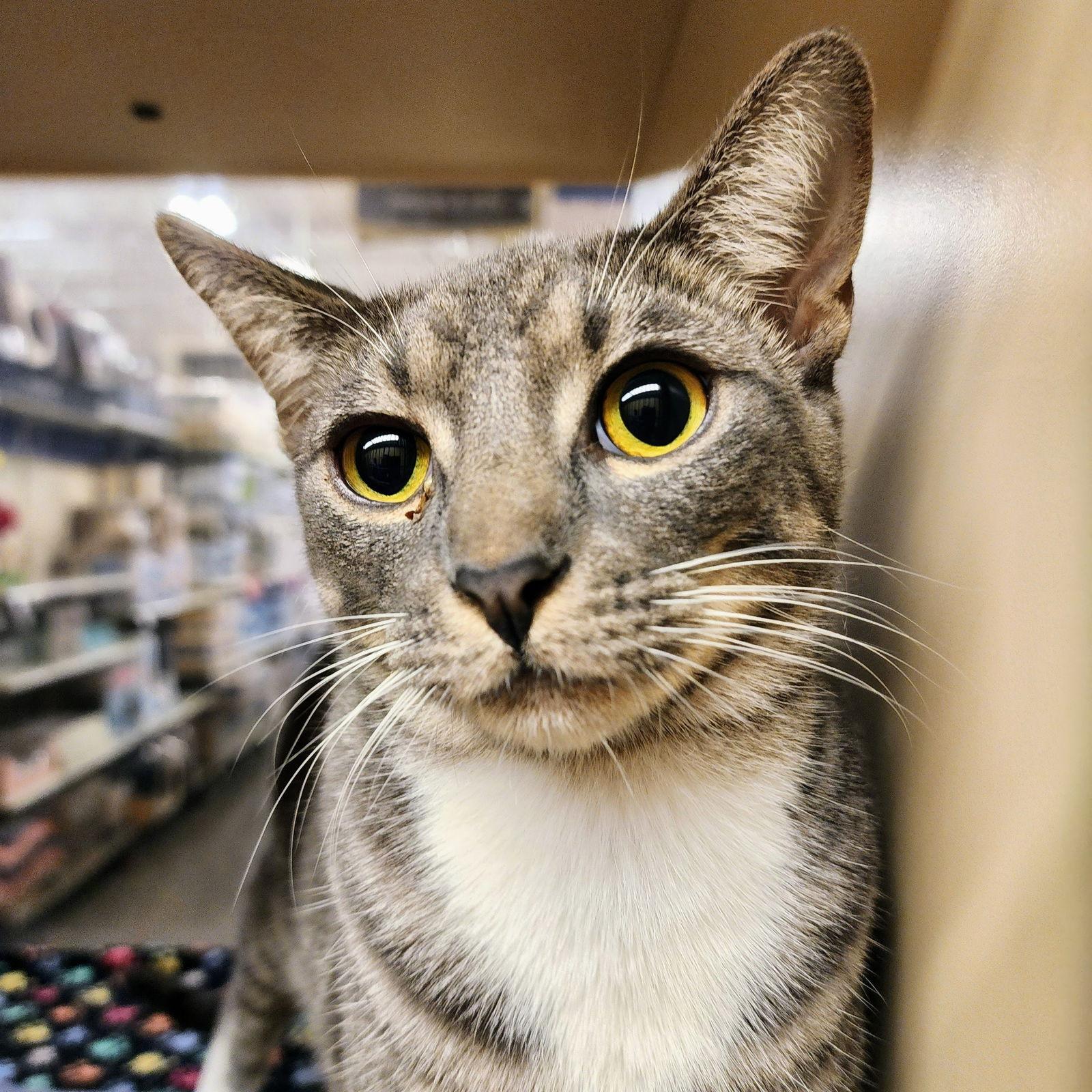 Cocoa Puff, a Adoptable mixed breed in Garland, TX image 1/3