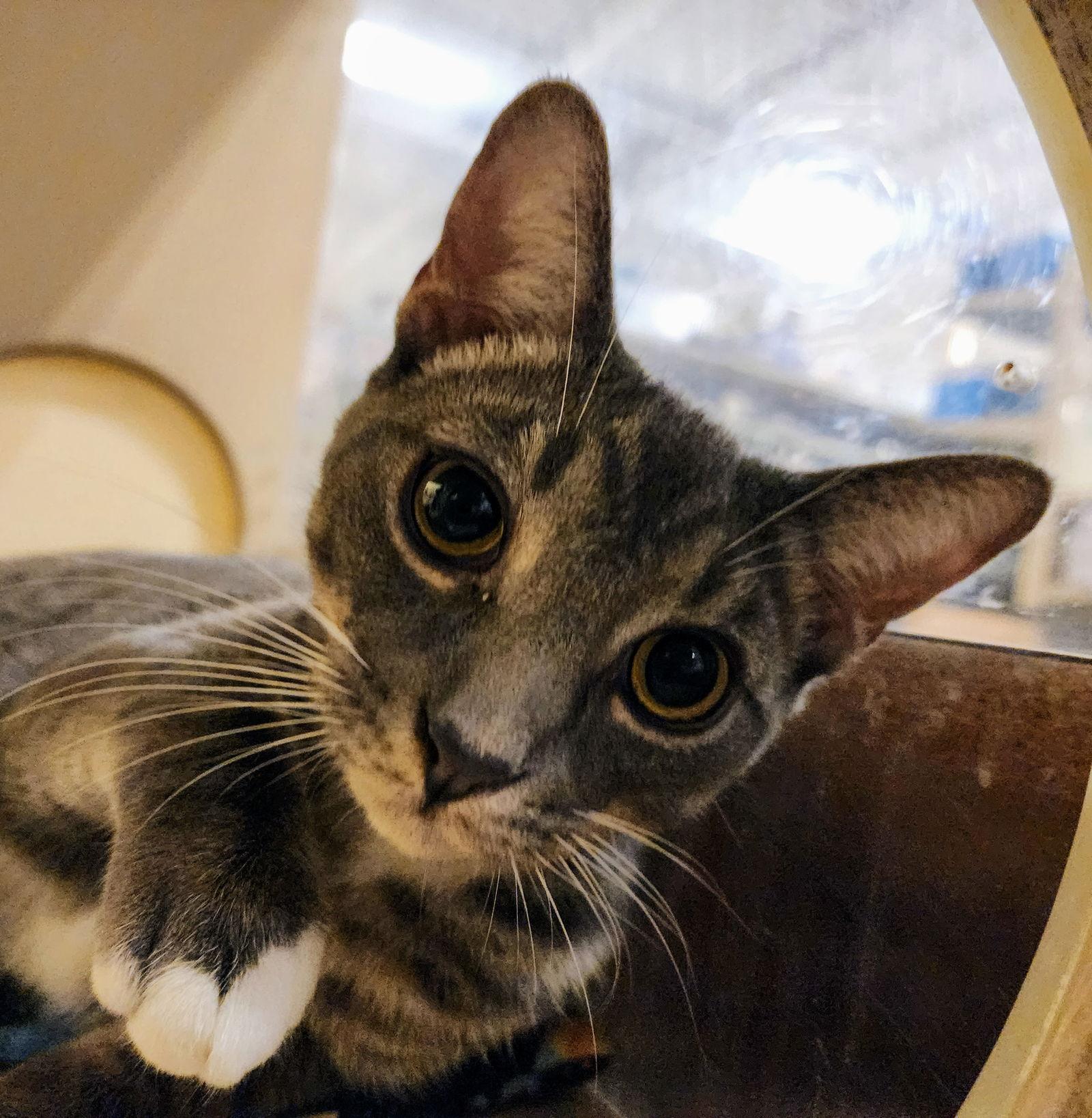 Cocoa Puff, Adoptable, Young Male Tabby & Domestic Short Hair.