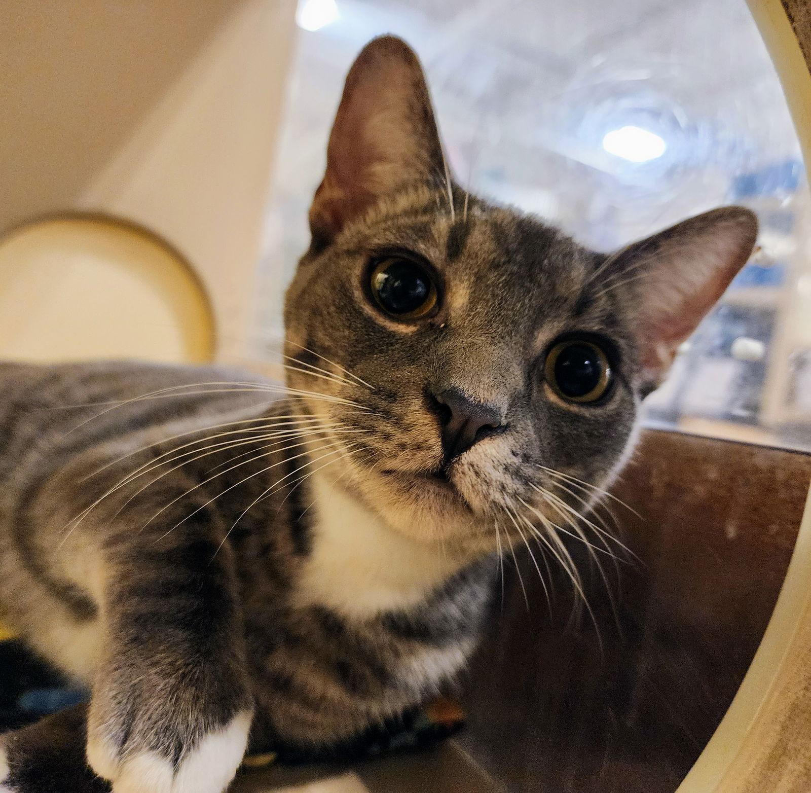 Cocoa Puff, a Adoptable mixed breed in Garland, TX image 2/3