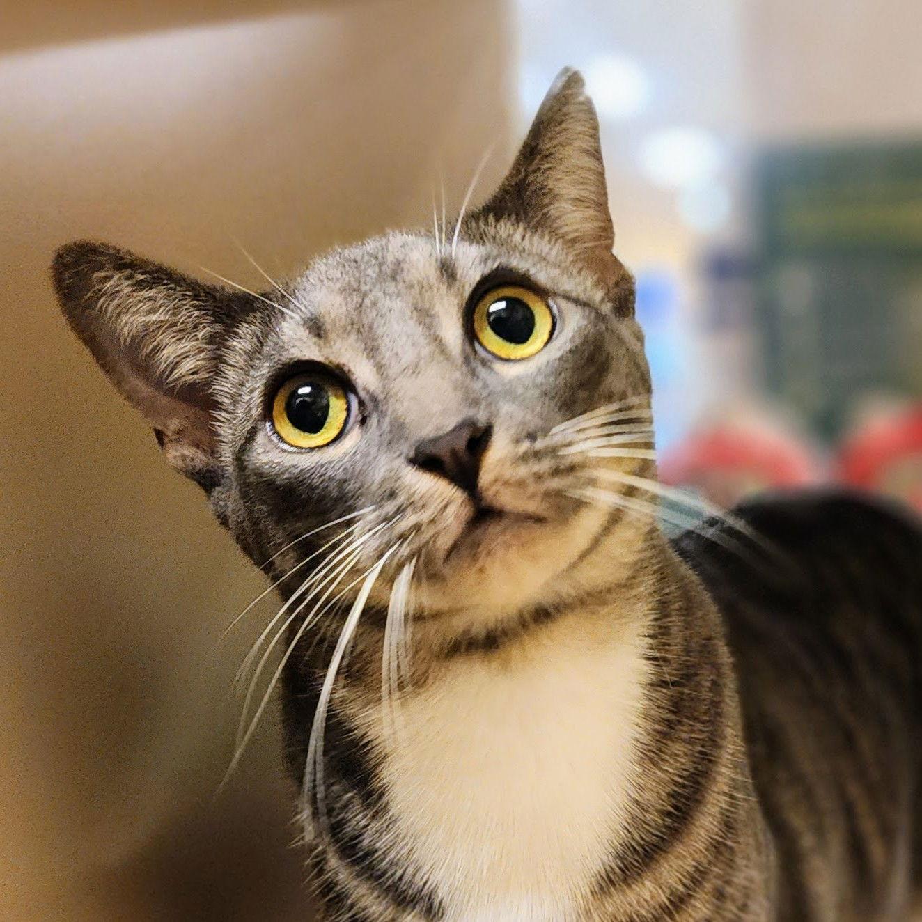 Cocoa Puff, a Adoptable mixed breed in Garland, TX image 3/3