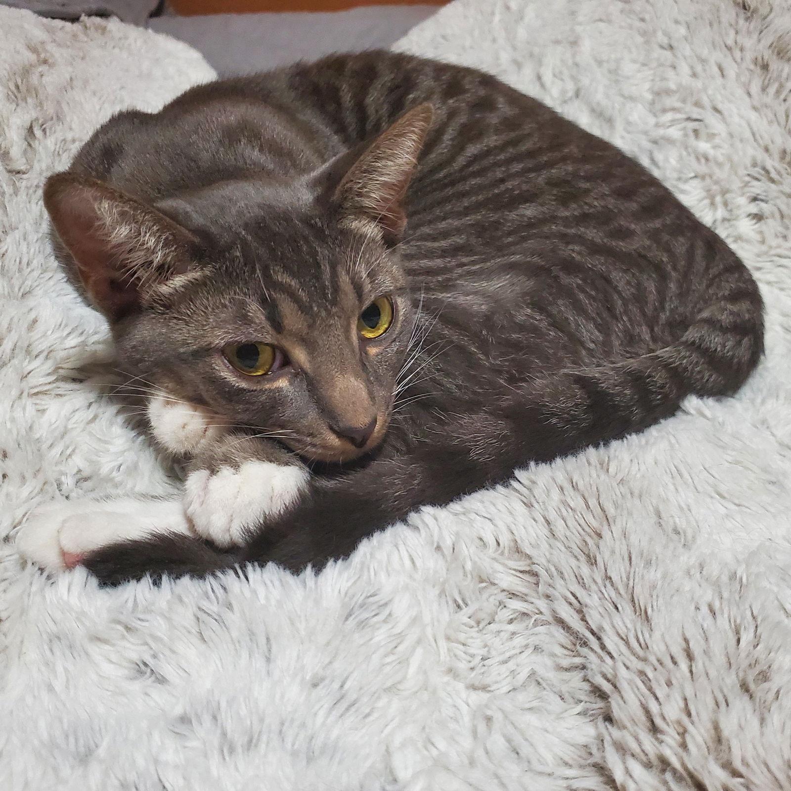 Cocoa Puff, a Adoptable mixed breed in Garland, TX image 3/3