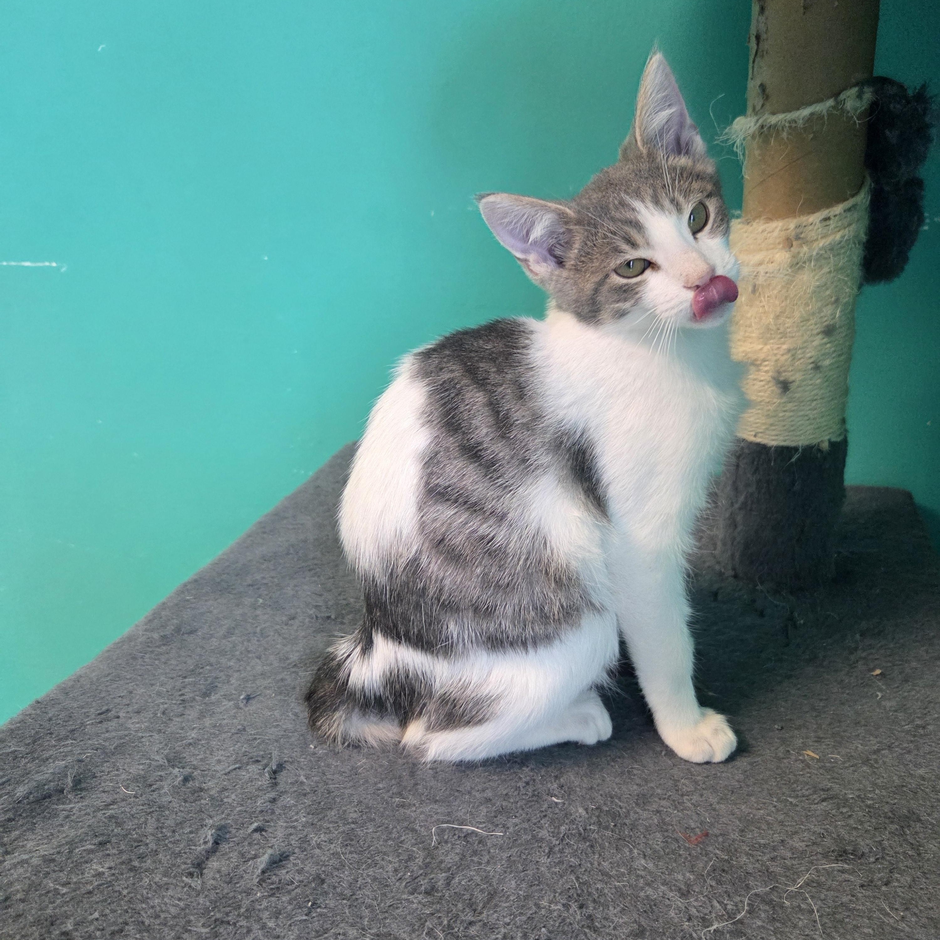 Enlarge Poblano, a Adoptable Domestic Short Hair in Brookings, SD image 1/2