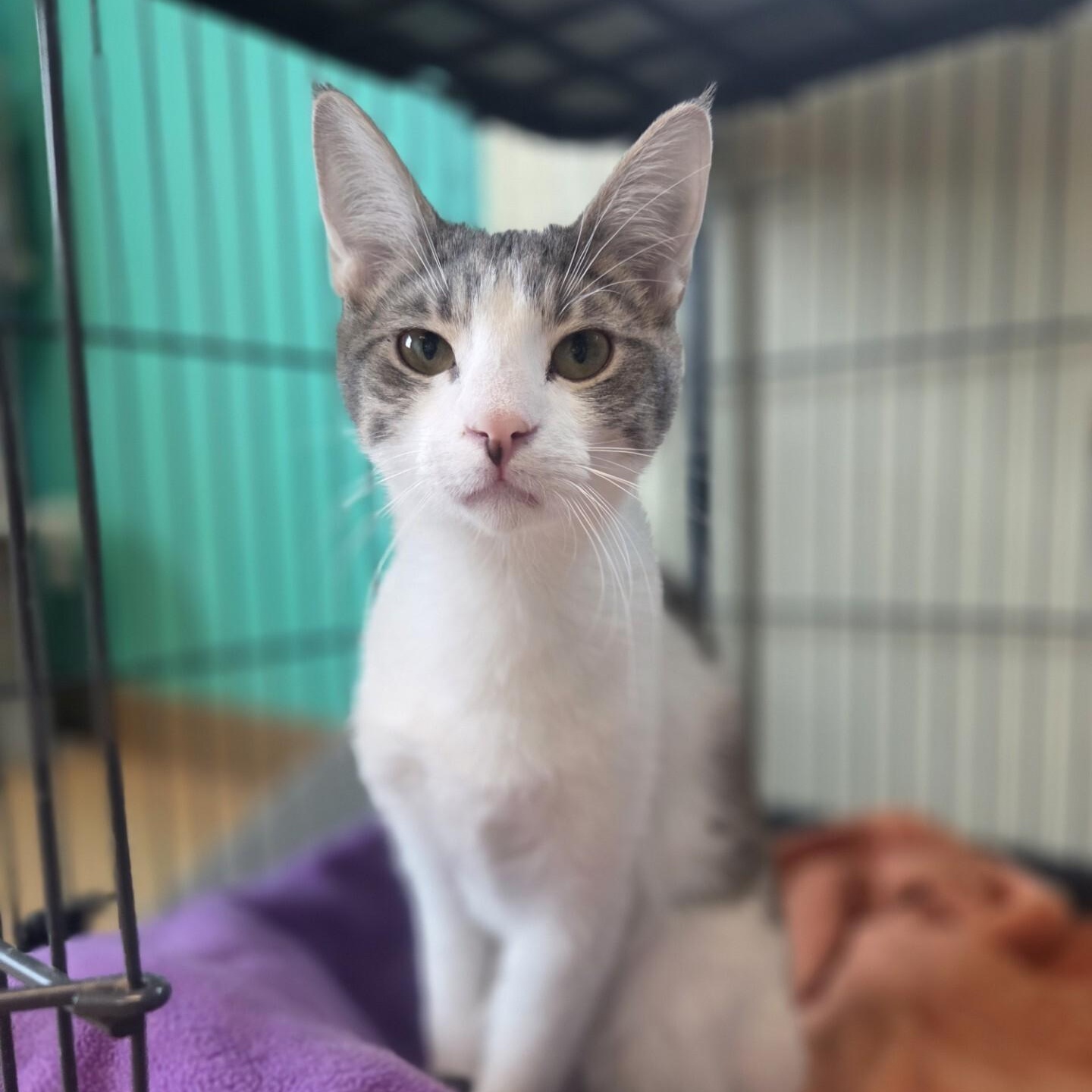 Poblano *Farm Cat, Adoptable, Young Male Domestic Short Hair.
