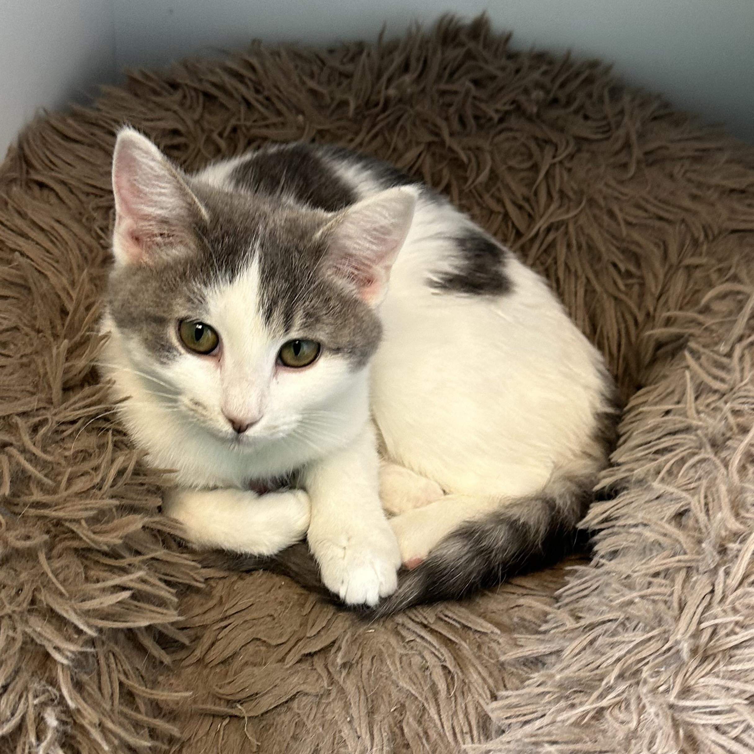 Enlarge Poblano, a Adoptable Domestic Short Hair in Brookings, SD image 5/5