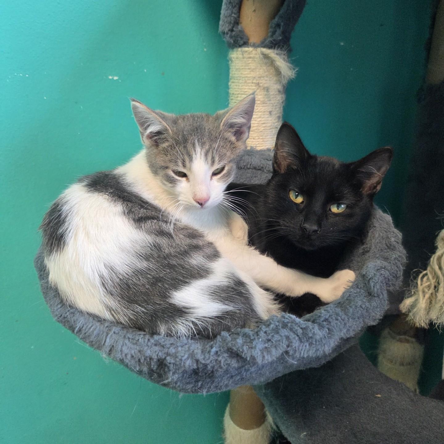 Enlarge Poblano, a Adoptable Domestic Short Hair in Brookings, SD image 2/2