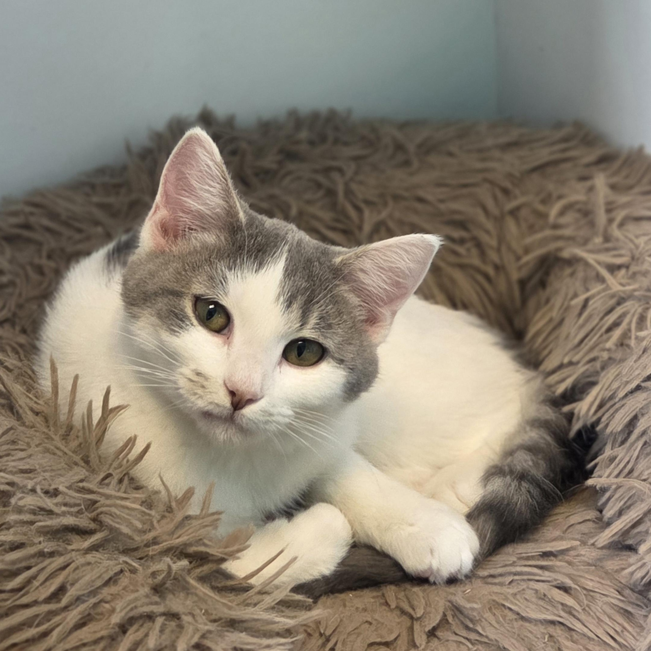 Enlarge Poblano, a Adoptable Domestic Short Hair in Brookings, SD image 1/5