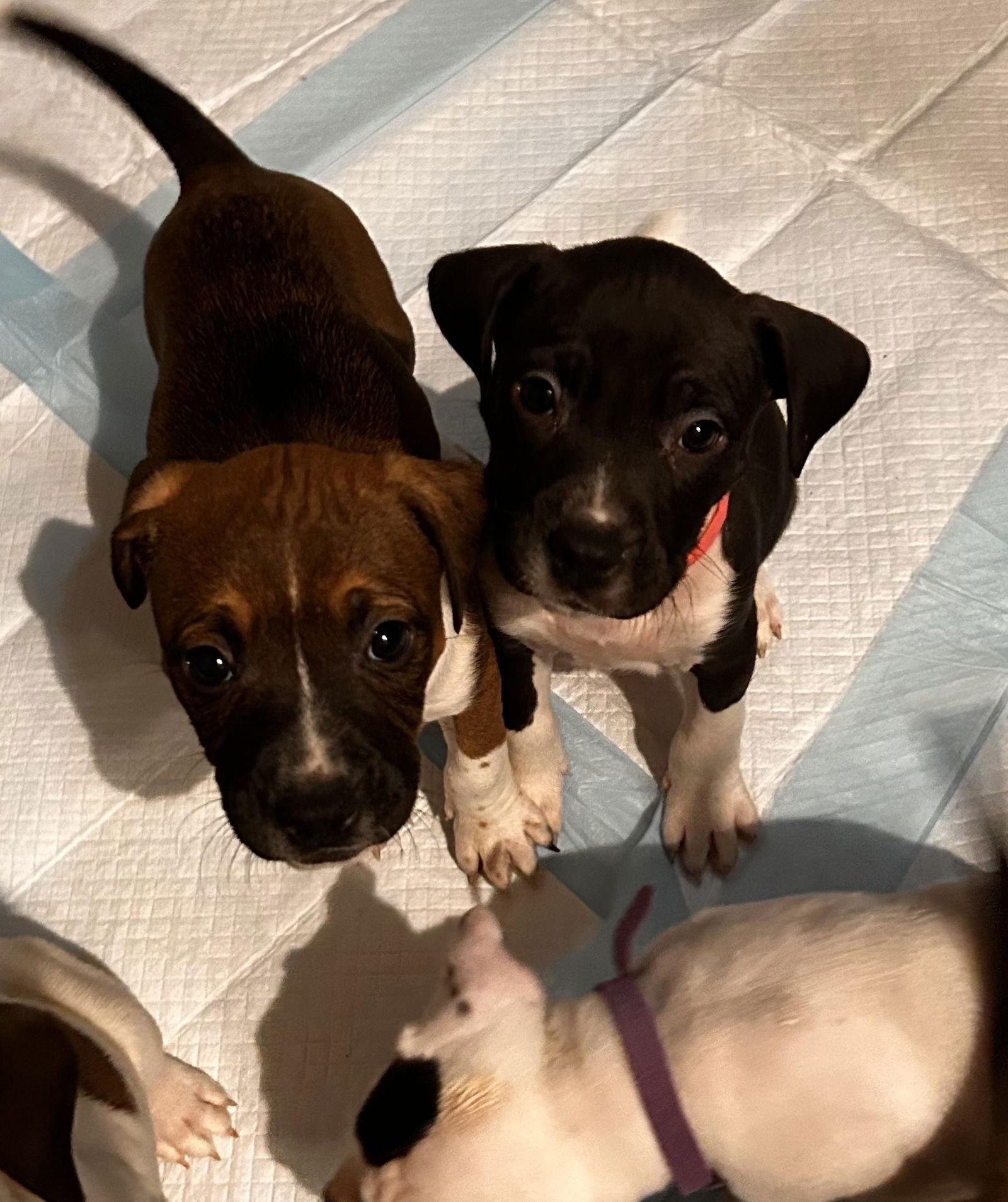 Aurora 0456, Adopted, Puppy Female American Bulldog & Pit Bull Terrier.