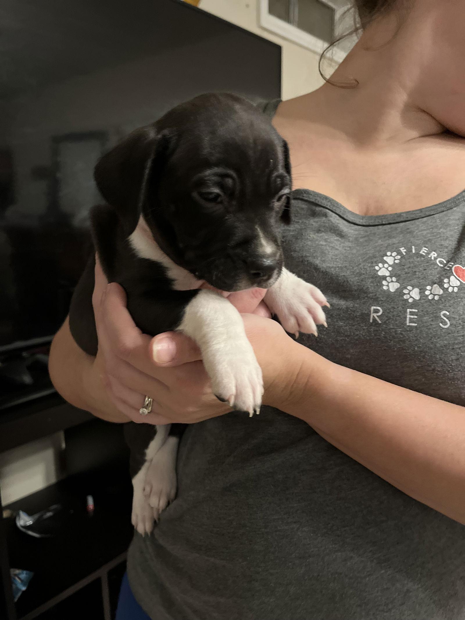 Enlarge Aurora 0456, a Adopted mixed breed in Stephens City, VA image 2/3