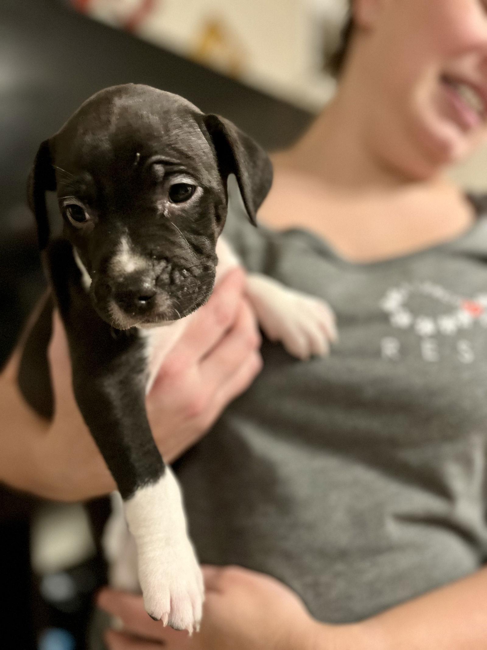 Enlarge Aurora 0456, a Adopted mixed breed in Stephens City, VA image 3/3