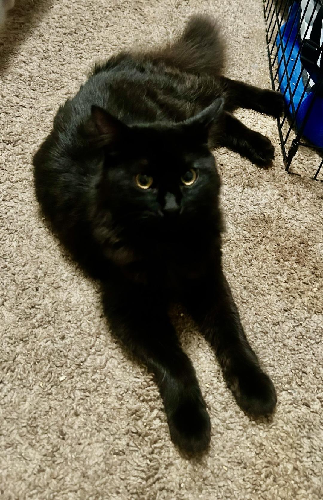 THEODORE, a Adoptable Domestic Long Hair in Escalon, CA image 1/4