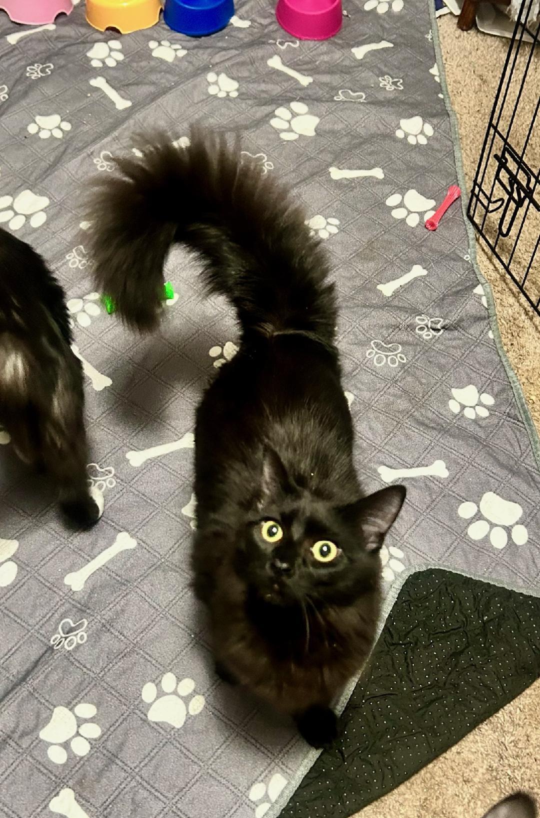 THEODORE, Adoptable, Young Male Domestic Long Hair.