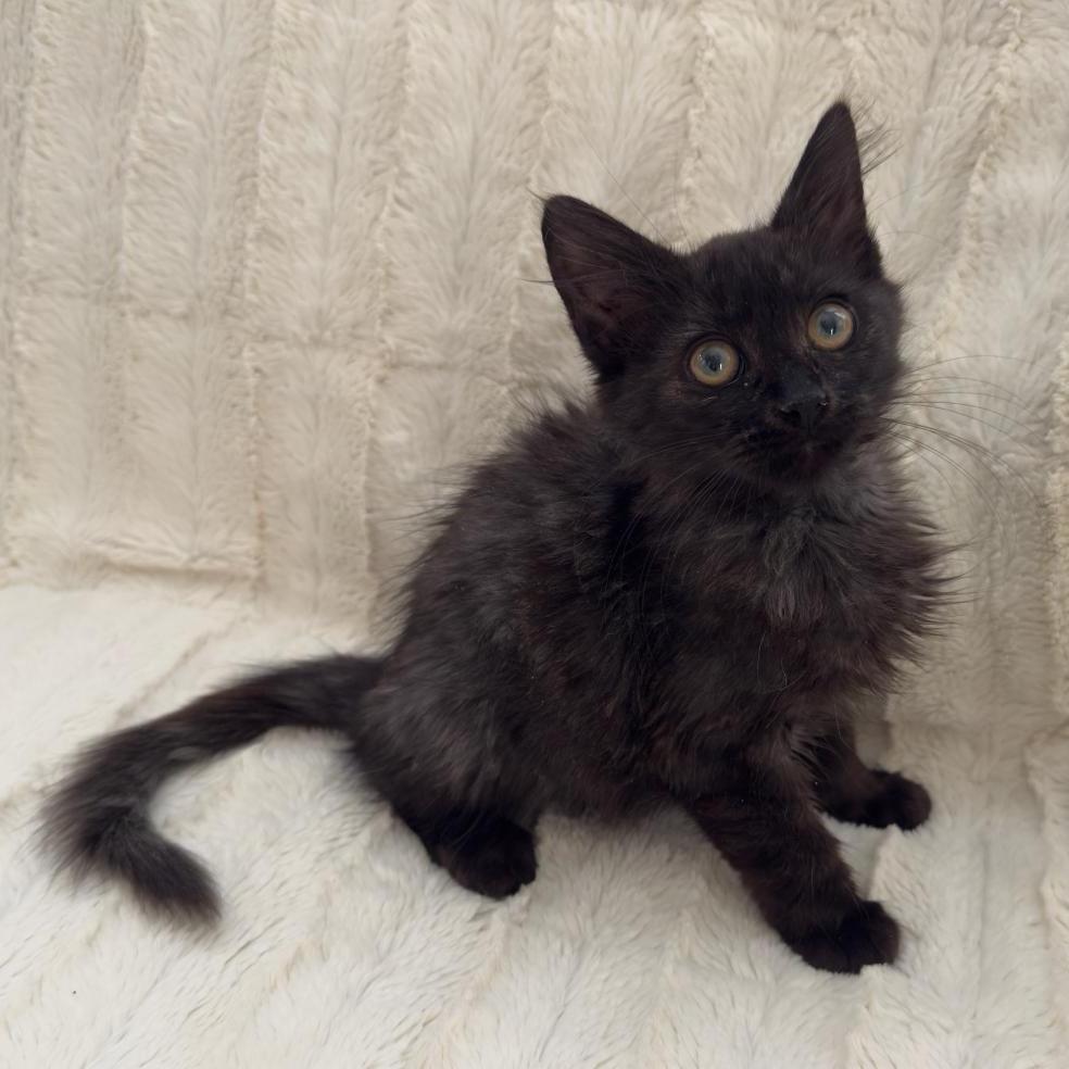 THEODORE, a Adoptable Domestic Long Hair in Escalon, CA image 2/4