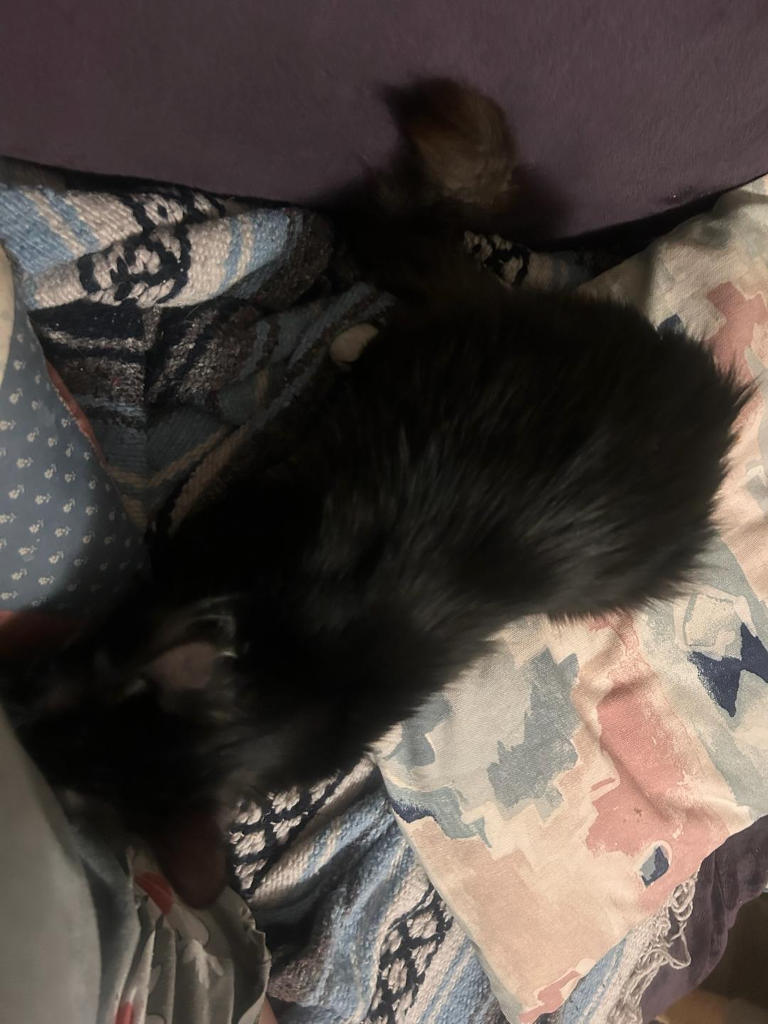 THEODORE, a Adoptable Domestic Long Hair in Escalon, CA image 3/4