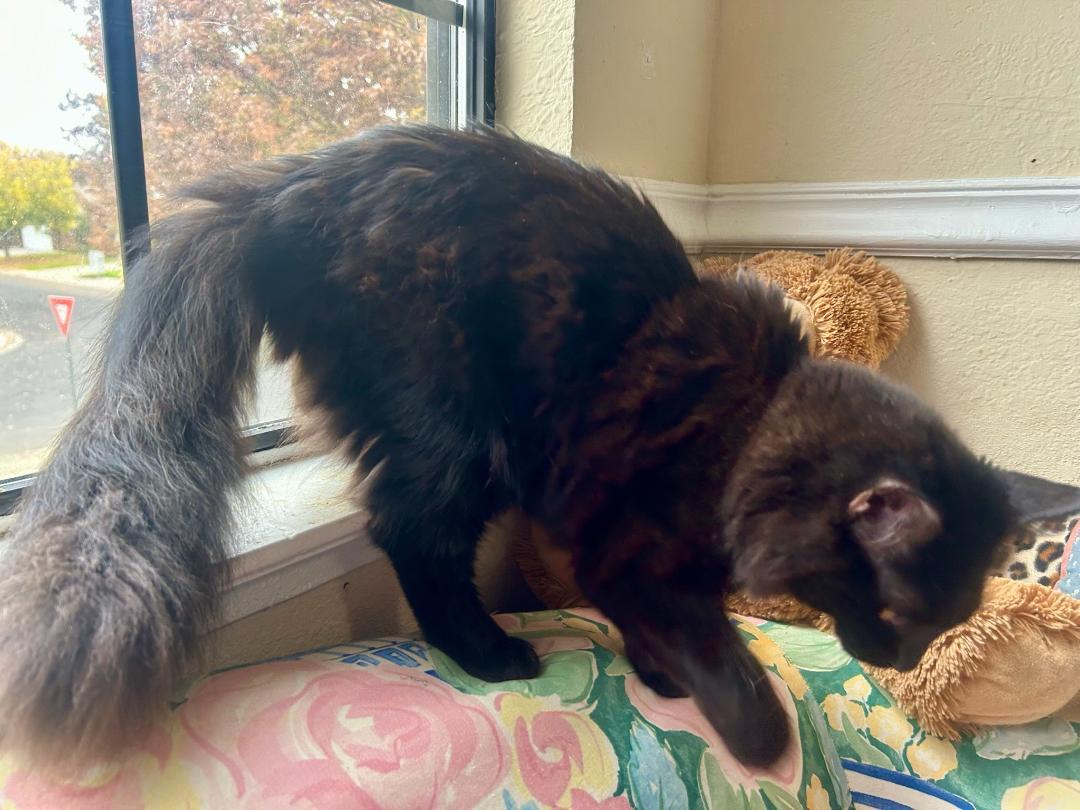 THEODORE, a Adoptable Domestic Long Hair in Escalon, CA image 4/4