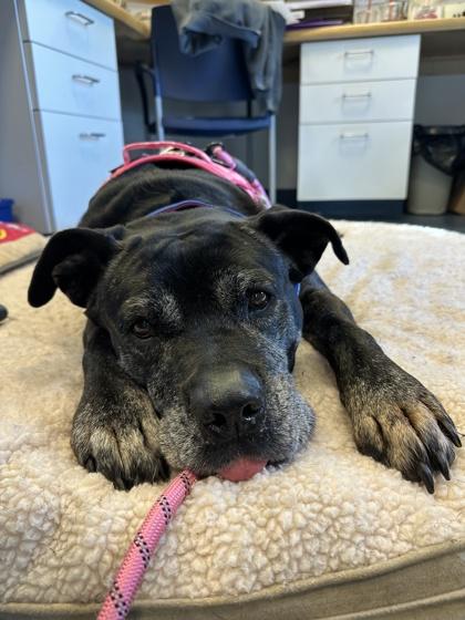 Sophia, Adoptable, Senior Female Cane Corso & Mixed Breed.
