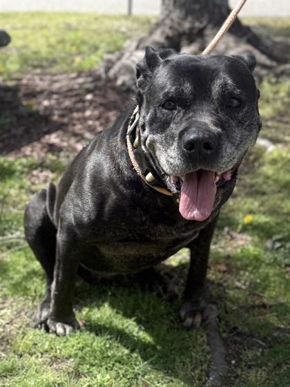 Sophia, Adoptable, Senior Female Cane Corso & Mixed Breed.