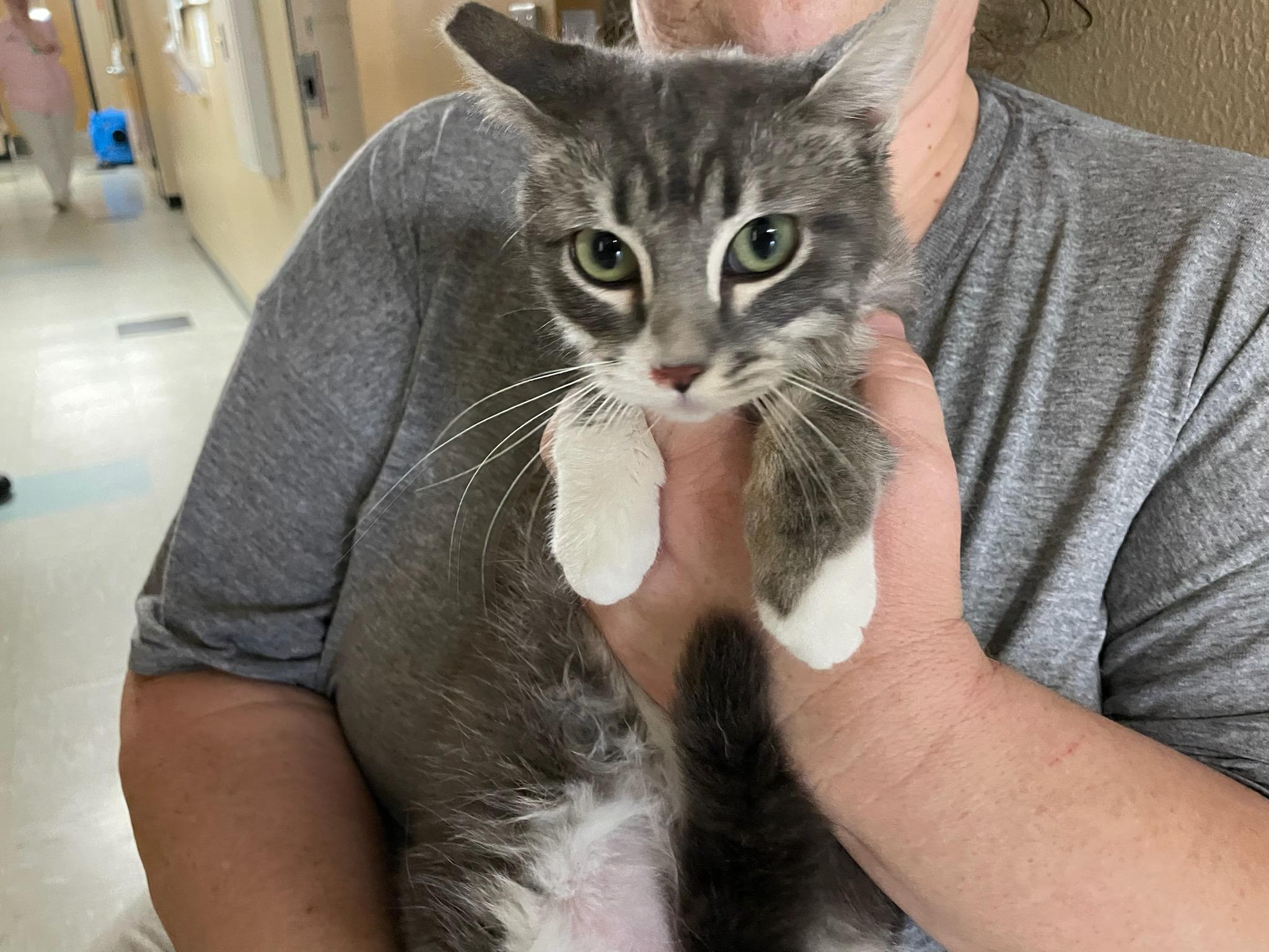 Enlarge Biscuit and Simone!, an adopted Domestic Medium Hair in Gig Harbor, WA image 6/6