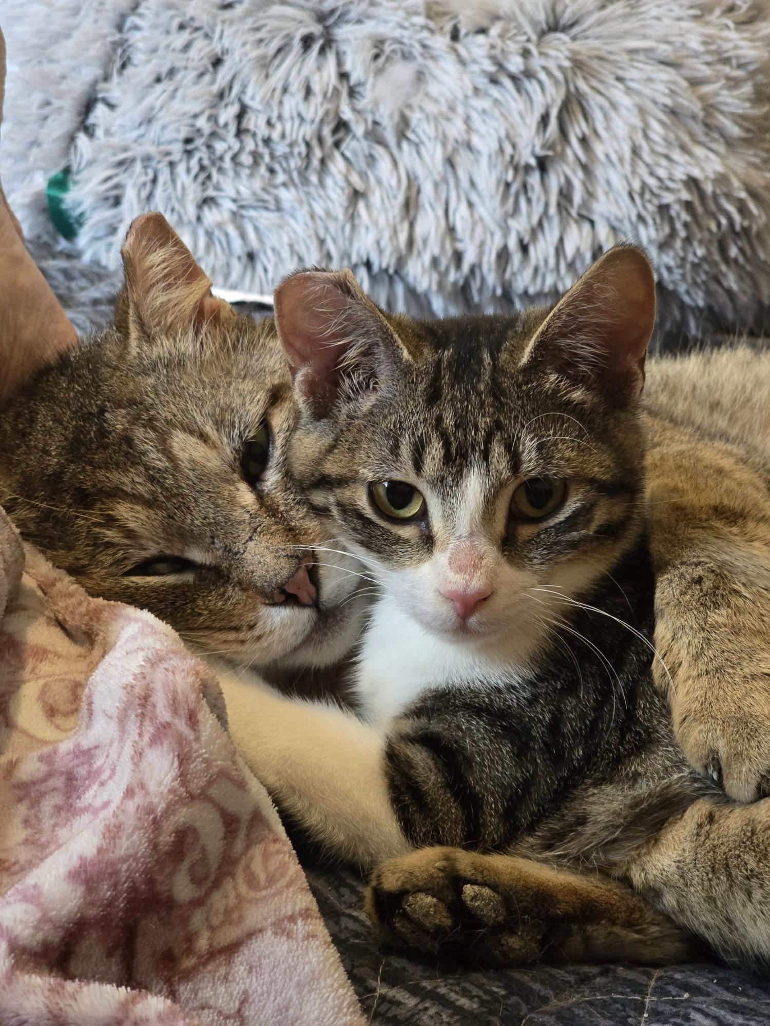 Enlarge Biscuit and Simone!, an adopted Domestic Medium Hair in Gig Harbor, WA image 2/6