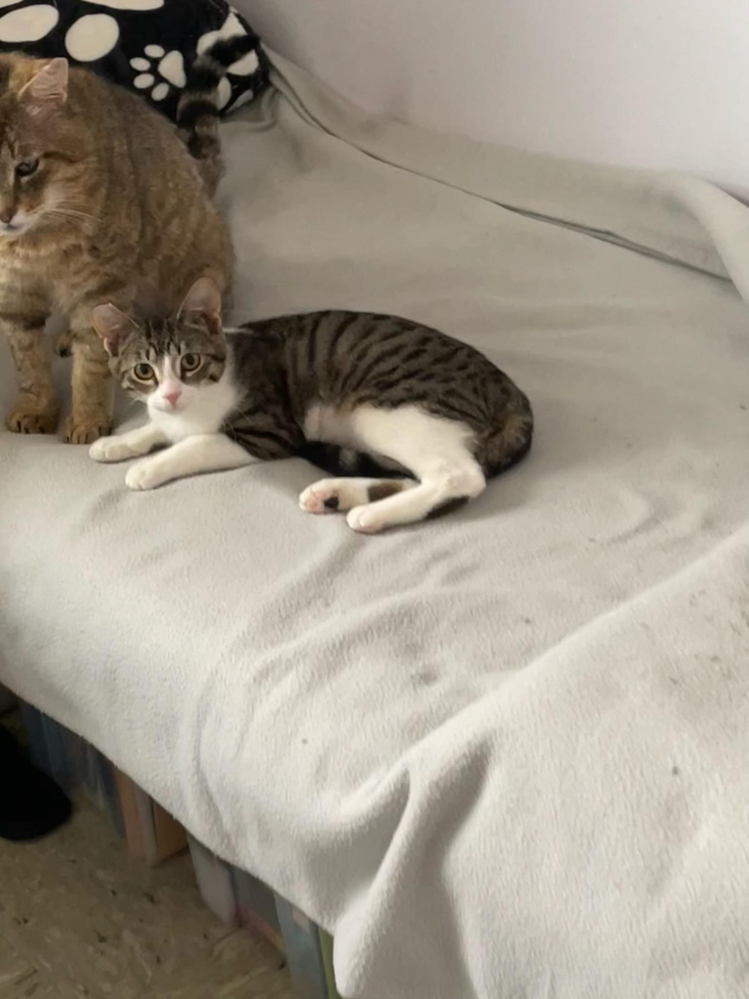 Enlarge Biscuit and Simone!, an adopted Domestic Medium Hair in Gig Harbor, WA image 4/6