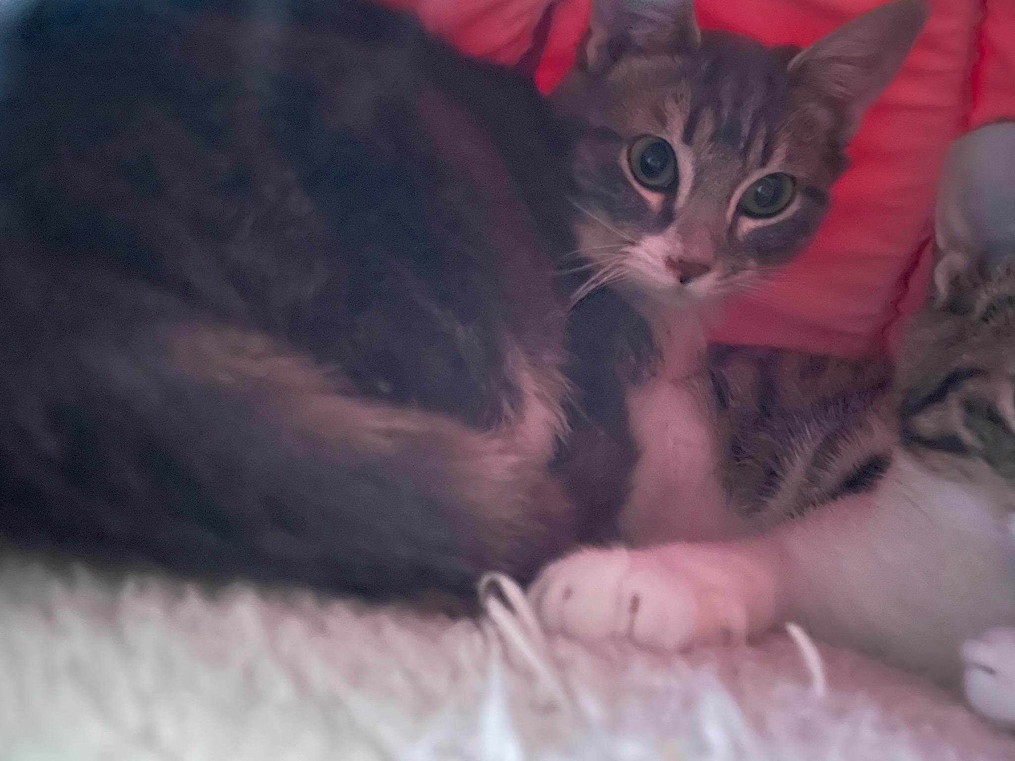 Enlarge Biscuit and Simone!, an adopted Domestic Medium Hair in Gig Harbor, WA image 5/6