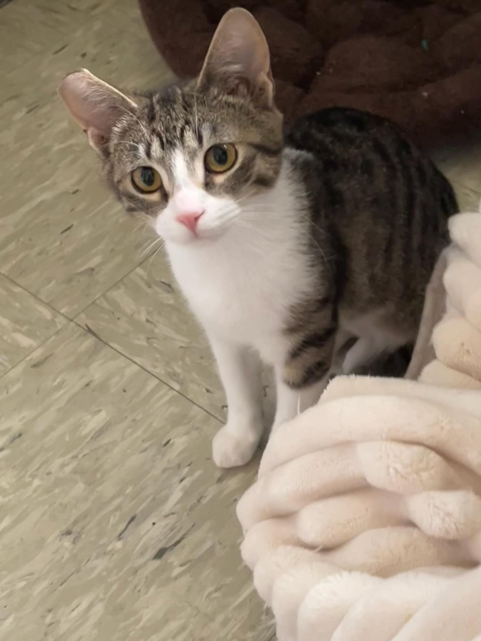 Enlarge Biscuit and Simone!, an adopted Domestic Medium Hair in Gig Harbor, WA image 3/6