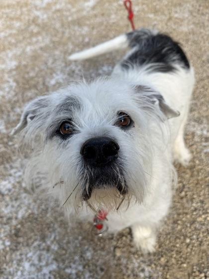 Ace, Adoptable, Adult Male Terrier & Mixed Breed.