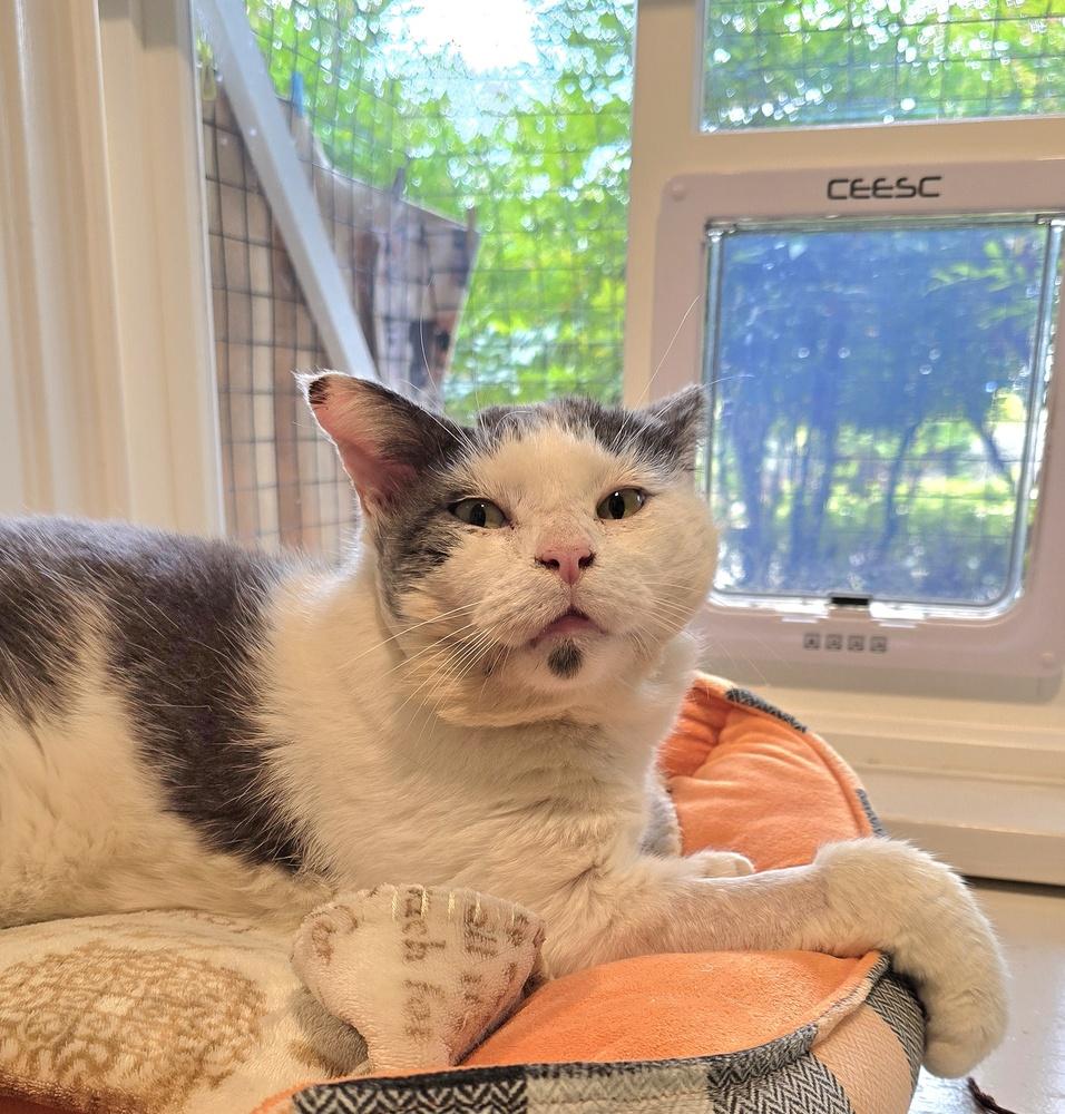 Big Al, Adoptable, Adult Male Domestic Short Hair.