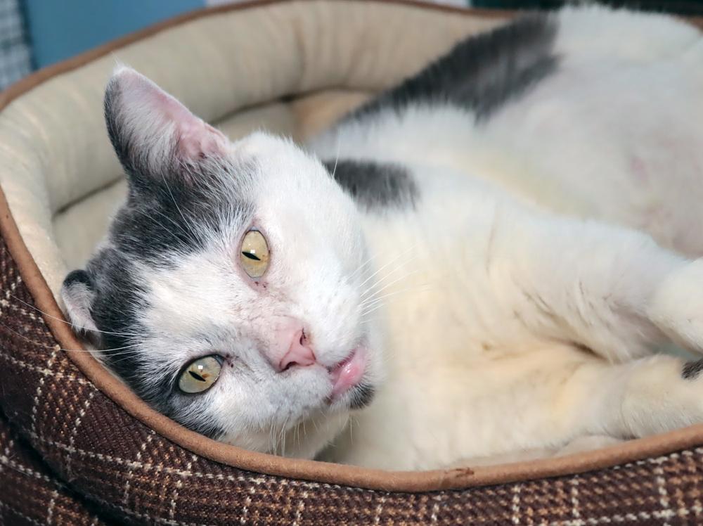 Big Al, a Adoptable mixed breed in Vancouver, WA image 3/3