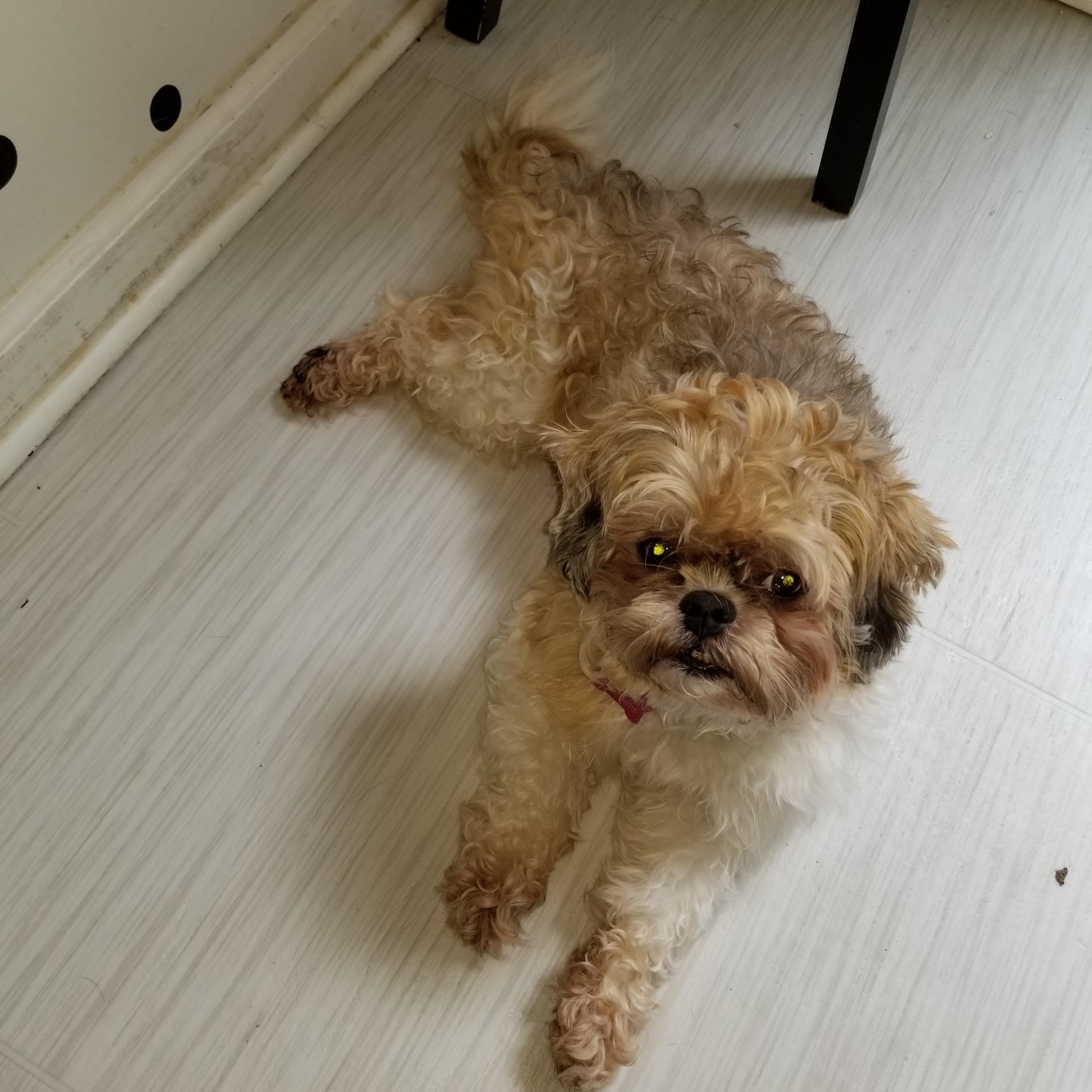 Enlarge Charlie - 12 pounds, a Adopted mixed breed in California, MD image 1/4